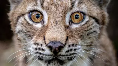 Public Consultation Launched on Reintroducing Lynx to Scottish Highlands