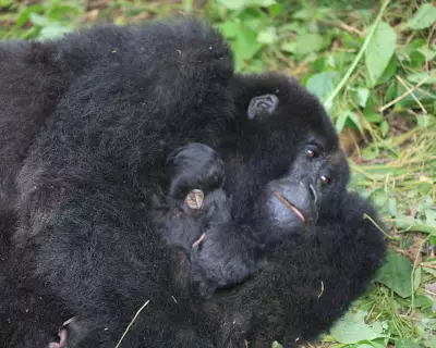 Rare Mountain Gorilla Twins Born in DRC's Virunga Park Spark Conservation Hope