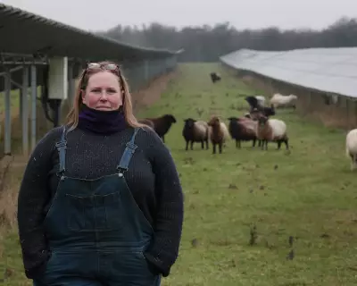 Solar Grazing: How Sheep Farmers Are Unlocking Free Land and Boosting Flocks
