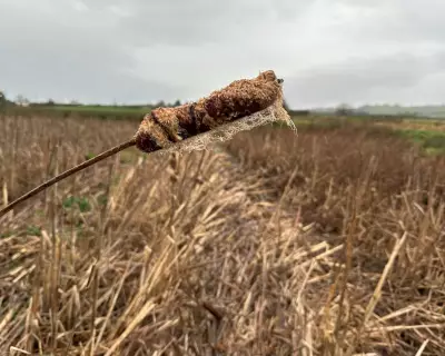 Somerset Farmers Pioneer Wetland Crop to Combat Peatland Carbon Loss