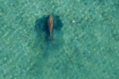 Thailand's Andaman Coast Loses Half Its Dugongs in Mysterious Seagrass Die-Off
