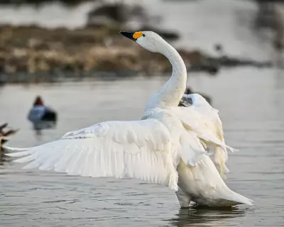UK & Ireland's Whooper Swan Census Reveals Surprising Population Trends