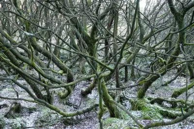 Why the Willow is Britain's Unsung Ecological Champion