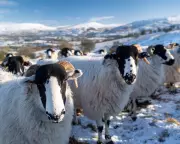 1951 Country Diary: Rough Fell Sheep's Ingenious Snow Survival in Yorkshire Dales