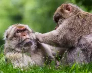 59 Primate Species Show Same-Sex Bonds to Survive Environmental Stress