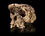 7-Million-Year-Old Ape Fossil Sparks Debate Over Humanity's First Ancestor