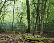 Academic Hails Paul Evans' Nature Writing as 'Profoundly Healing'