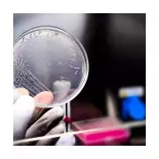 AI-Designed Virus Evo-Φ2147 Marks First Step Toward Lab-Created Life