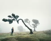 Arborescence Review: A Satirical Novel on People Turning into Trees