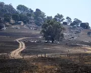 Australia News: Bushfires Rage, Cyclone Floods Threaten, Festival Row Erupts