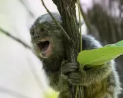 Australia Reviews Animal Research Code: 845,000 Lab Animals Under Scrutiny