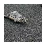 Baby seal pup's surprise spa visit delights Welsh hotel staff after Storm Goretti