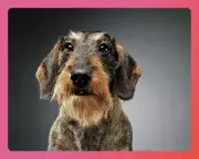 Beat January Blues: Readers Share Top Tips from Dogs to Dopamine Dressing