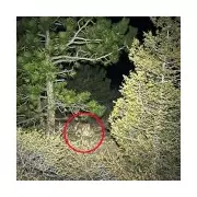 Colorado Hiker Killed in Suspected Mountain Lion Attack, First Since 1999