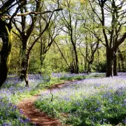Epping Forest: Spot Wild Deer on a Winter Walk Just 50 Mins from Central London