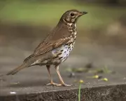 European Cold Snap Could Bring Surprise Bird Migrants to UK Gardens