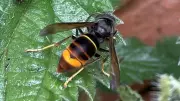 First Asian Hornet Nest Discovery in Wales Prompts Government Warning