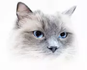 From Dog Trusts to M&S Jabs: The UK's Witty Letters to the Editor