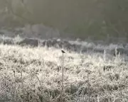 Frozen Fields, Fluttering Flocks: How a Cairngorms Community Project Feeds Winter Finches
