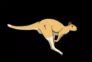Giant 250kg Kangaroos Could Hop, Fossil Analysis Reveals