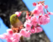 Global Snapshot: From Tokyo Blossoms to Hudson Ice in Daily Photos