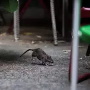 Havering Kebab Shop Fined £2,075 for Rat Infestation from Food Waste