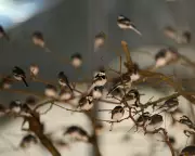 Hundreds of Pied Wagtails Pack Whiteley Shopping Centre for Winter Roost
