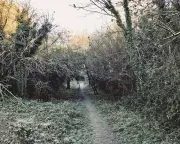 Ice Age Secrets Unearthed in Essex Gorge Amid Modern Clutter