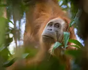 Indonesia Cracks Down on Mining Firms After Floods Decimate World's Rarest Ape