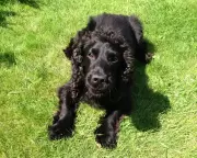 Jack the Sacked Police Spaniel: How a Failed Sniffer Dog Became a Chemotherapy Hero