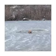 Labrador Phoenix rescued from frozen pond in Rhode Island by firefighters