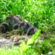 London Broadband Firm Collapses After Rats Chew Fibre Cables