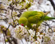 Londoner's Ingenious Snake Trick Deters Invasive Parakeet 'Flashmobs'