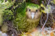 Mega Fruit Crop Sparks Hope for Critically Endangered Kākāpō Parrots