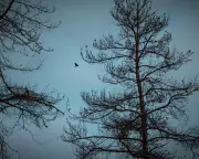 Navigating Life's Pivot Points: The 'Looking-at-Trees' Phase at 50