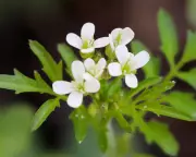 Plants Communicate Stress Warnings Through Airborne Chemicals, Study Reveals