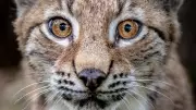 Public Consultation Launched on Reintroducing Lynx to Scottish Highlands