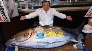 Record £2.4m Paid for Giant Bluefin Tuna at Tokyo's New Year Auction