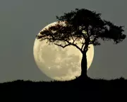 Saturday Quiz: Test Your Knowledge on Victoria, Klimt & Football Fights