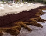 Scientists Warn of Ocean 'Regime Shift' as Seaweed Blooms Surge 13.4% Annually