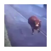 Selby Rail Chaos: Raging Bull Shot Dead by Police on Live Tracks