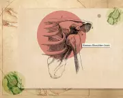 Shoulder Health: Expert Tips and 3 Simple Exercises to Prevent Pain