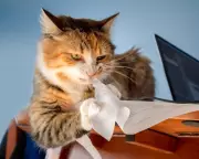 Shredding Sensitive Documents: Identity Fraud Risk in the Digital Age