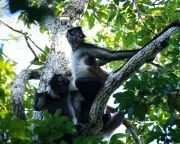 Spider Monkeys Share Insider Knowledge Through Social Swapping