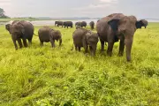 Sri Lanka's Wildlife Tourism Evolves: Ethical Safaris and Conservation Success
