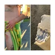 Surfer Recounts 6ft Shark Attack: 'Board Took Impact, Teeth Just Grazed Me'