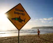 Sydney's Shark Attack Surge Sparks Fear Among Beachgoers