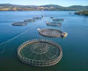 Tasmanian Salmon Crisis: 4 Million Fish Die in 2025 as Waters Warm