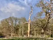The Kelo Tree: Nature's Defiant Monument in the UK Countryside
