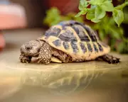 The Stay-at-Home Tortoise: A Mother's Unlikely Comfort in an Empty Nest